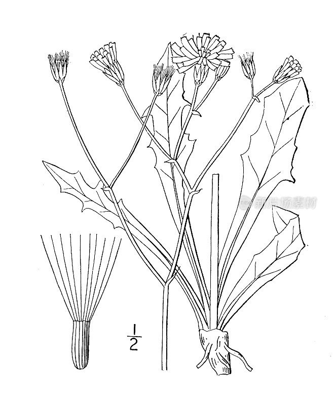 古植物学植物插图:Crepis glauca, Glaucous hawk beard